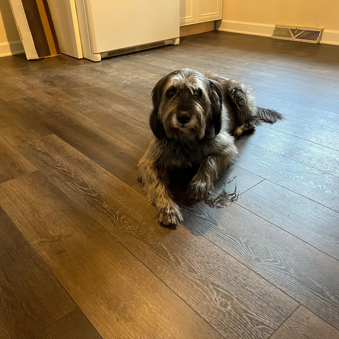 Dog resting on waterproof luxury vinyl plank flooring with a small water spot beading on the surface